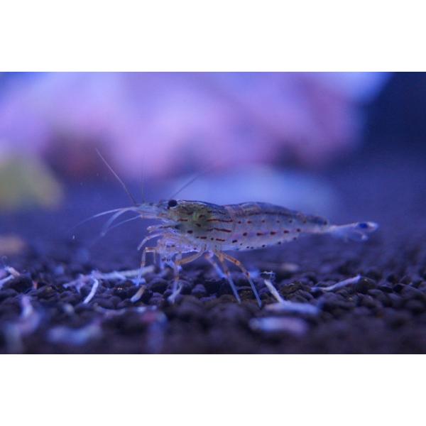 【淡水魚】【通販】ヤマトヌマエビ【10匹】（生体）