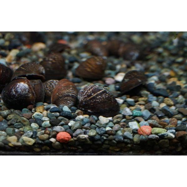 【淡水魚】【通販】カバクチカノコガイ【1個】（生体）