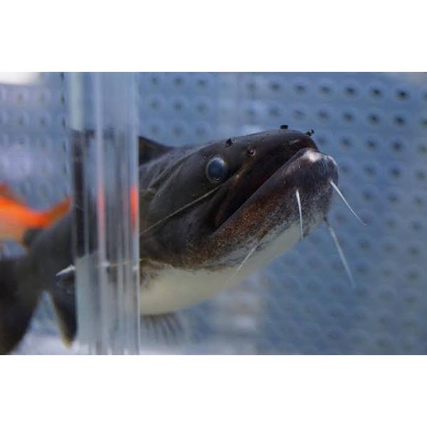 淡水魚】【通販】久々の入荷 バトラクスキャット ワイルド【1匹 
