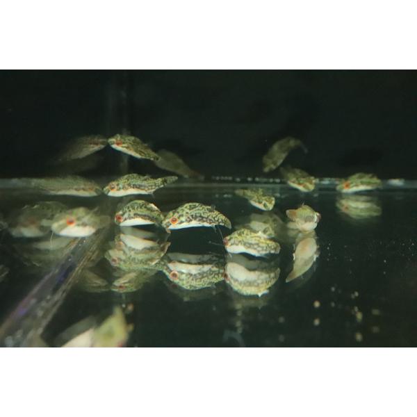 条件付送料無料 特価 レッドテールアカメフグ １匹 サンプル画像 淡水フグ 淡水魚 Buyee Buyee 日本の通販 商品 オークションの代理入札 代理購入