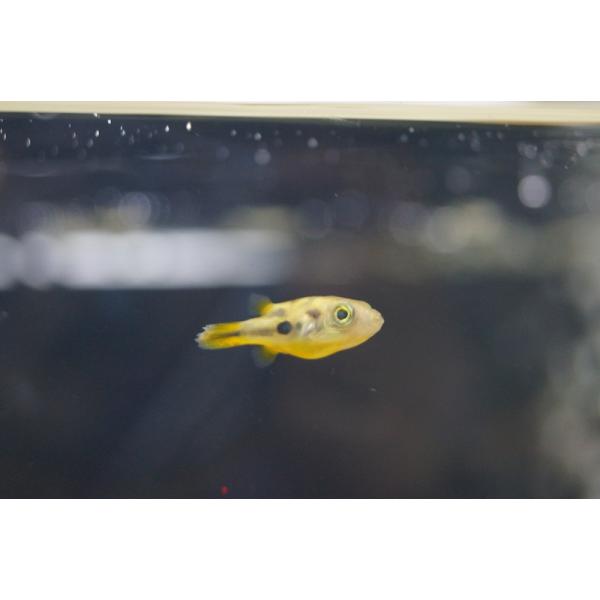 【淡水魚】【通販】アベニーパファー【1匹 サンプル画像】（生体）