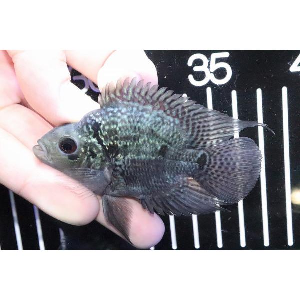 フラワーホーン 紅麒麟 11cm前後 1匹 ブリード アクアリウム 熱帯魚