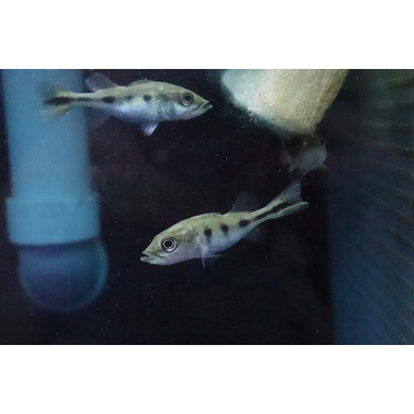 淡水魚】【通販】キクラ モノクルス【1匹 サンプル画像】(±4-5cm 
