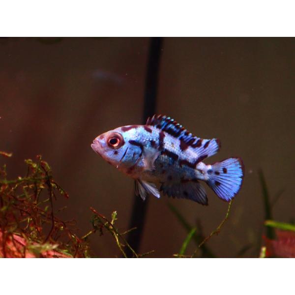 【淡水魚】【通販】エレクトリックブルー ジャックデンプシー【1匹 サンプル画像】（大型魚）