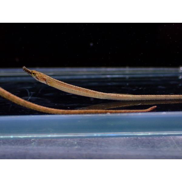 人気のパイプフィッシュが入荷です。