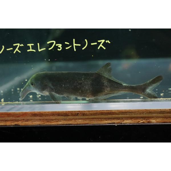 入荷頻度の少ないロングノーズタイプが入荷致しました。混泳しておりますので、ヒレ裂け等はご了承ください。