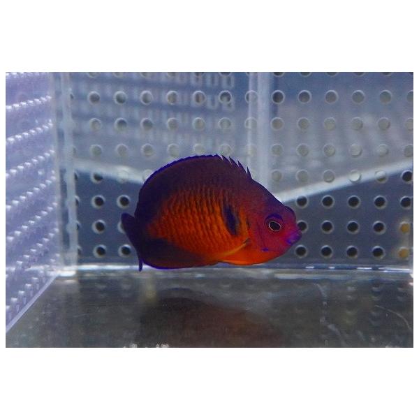 比較的餌付けが容易な、人気の小型ヤッコです。