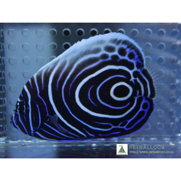 海水魚 ウズマキ Mサイズ 1匹 7 8cm前後 生体 Zd01 ペットバルーン ヤフー店 通販 Yahoo ショッピング