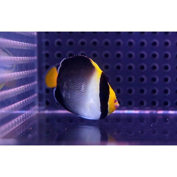 【海水魚】チリメンヤッコ　(1匹) 5-7ｃｍm前後(サンプル画像）（生体）