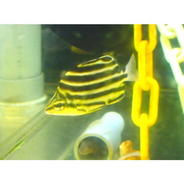 【海水魚】カゴカキダイ（S-SMサイズ）【1匹】（±4-6cm） (サンプル画像）（生体）