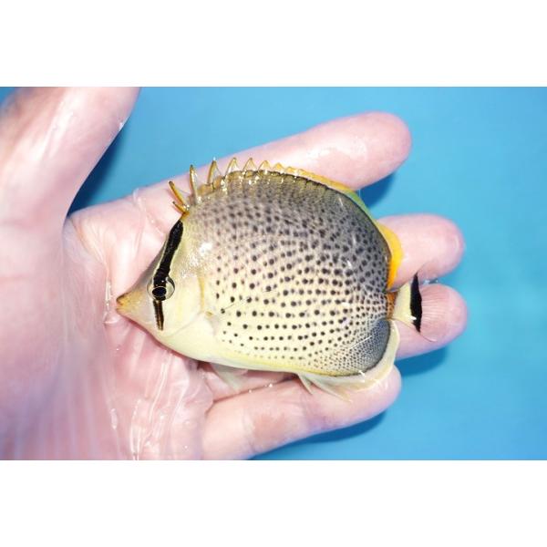 【海水魚・チョウチョウウオ】スポッテッドバタフライ（SMーMサイズ）（１匹）（±7-8cm） （サンプル画像）（生体）