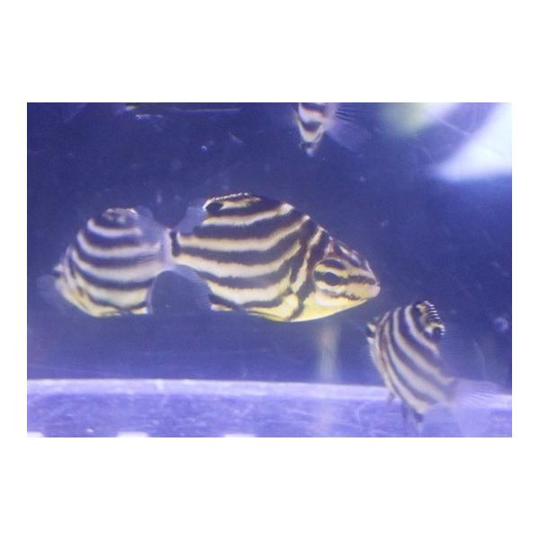 【海水魚】カゴカキダイ（XS-Sサイズ）(1匹)（±2.5-3.5cm）(サンプル画像）（生体）