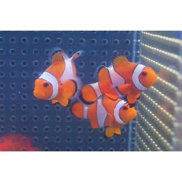 【海水魚】カクレクマノミ(M-MLサイズ) (1匹)±5-6cm(サンプル画像）（生体）