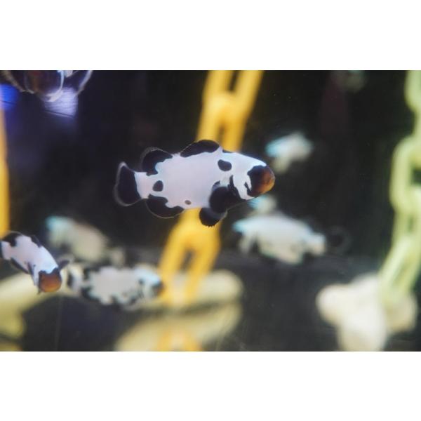 安いブラックオセラリスの通販商品を比較 ショッピング情報のオークファン