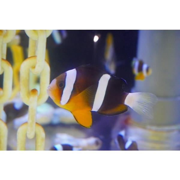 【海水魚・クマノミ】クマノミ（M-MLサイズ）【1匹】（±5-7cm）（サンプル画像）（生体）