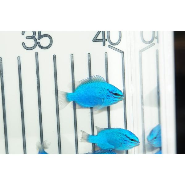 【海水魚・スズメダイ】沖縄産 コバルトスズメ(1匹)(サンプル画像）（生体）
