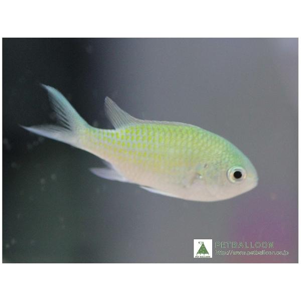 【海水魚】デバスズメダイ　（10匹）(サンプル画像）（生体）