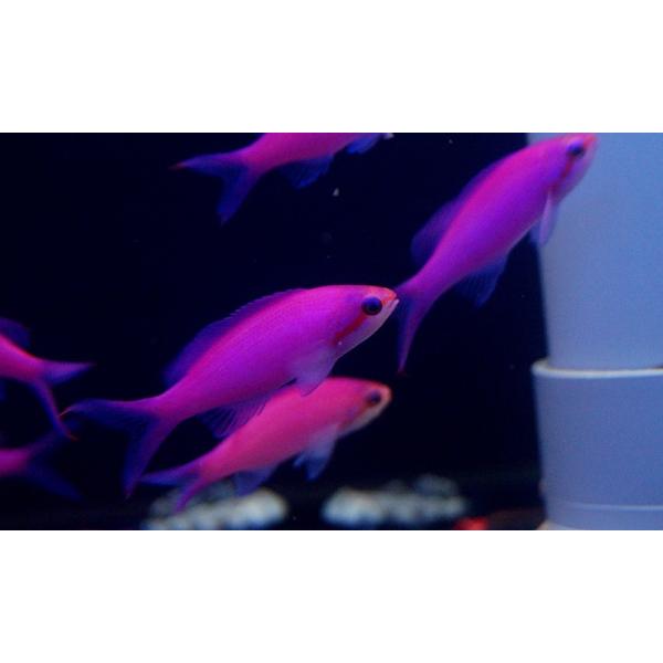 【海水魚・ハナダイ】パープルクイーンアンティアス(1匹)5-7cm前後(サンプル画像）（生体）