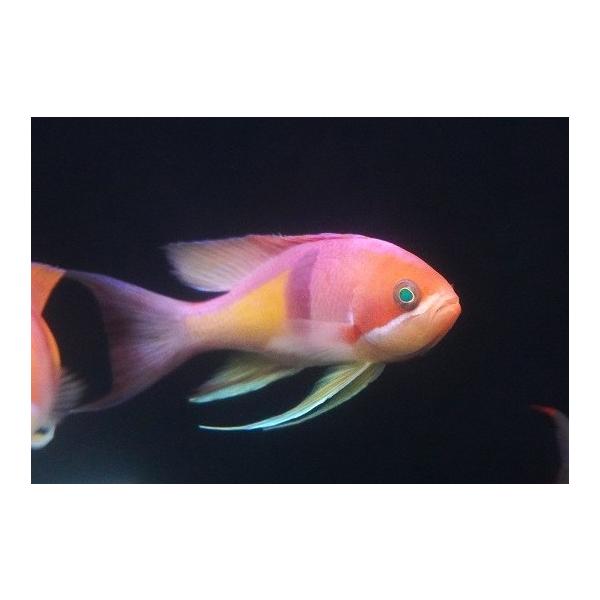 【海水魚・ハナダイ】【近海産】アカオビハナダイ（ペア）（１ペア）（±6-9cm）（サンプル画像）（生体）
