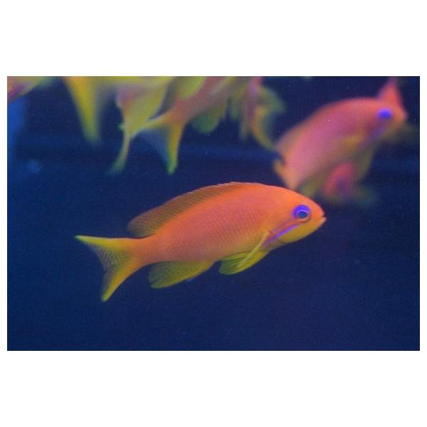 【海水魚】インドキンギョハナダイ (1匹)4-6cm前後(サンプル画像）（生体）