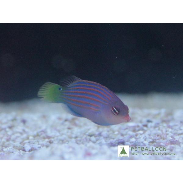 【海水魚】ニセモチノウオ(1匹)±4-5cm(サンプル画像）（生体）
