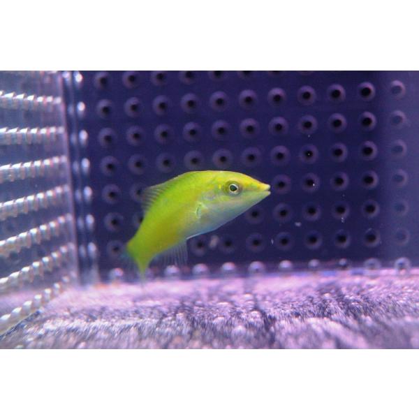 【海水魚・ベラ】ライムラス(1匹)±5-7cm(サンプル画像）（生体）