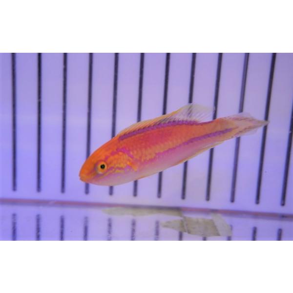 【海水魚・ベラ】ピンテールラス（ペア）【1ペア】（±5-6cm）（サンプル画像）（生体）