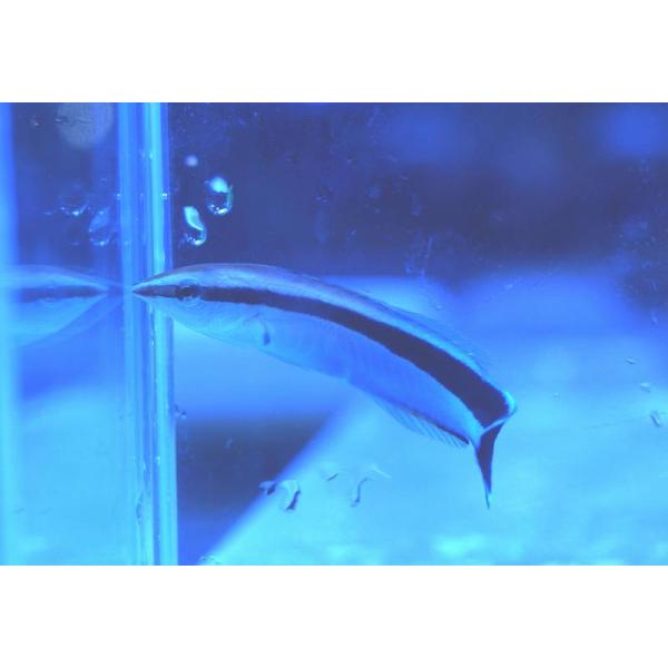 海水魚　ペア　ホンソメワケベラ　約10cm ホンソメワケベラ天然ペア【近海産ハンドコート】 | 海水魚図鑑（過去