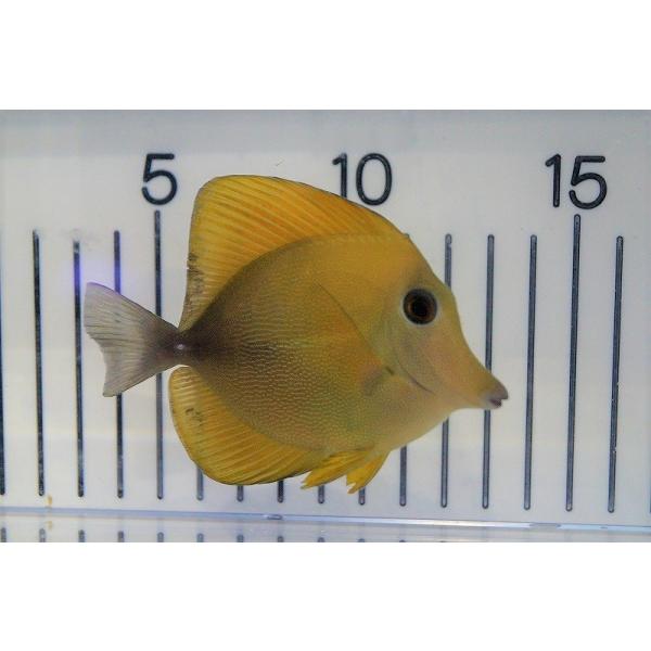 ゴマハギ　イエロー② 海水魚・ハギ】Hyd. .ゴマハギ (イエロー）M-MLサイズ±7-9cm (サンプル