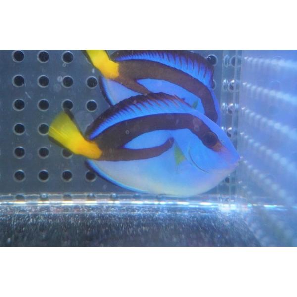 海水魚・ハギ】ナンヨウハギ（イエロータイプ/インド洋産）SMサイズ（1