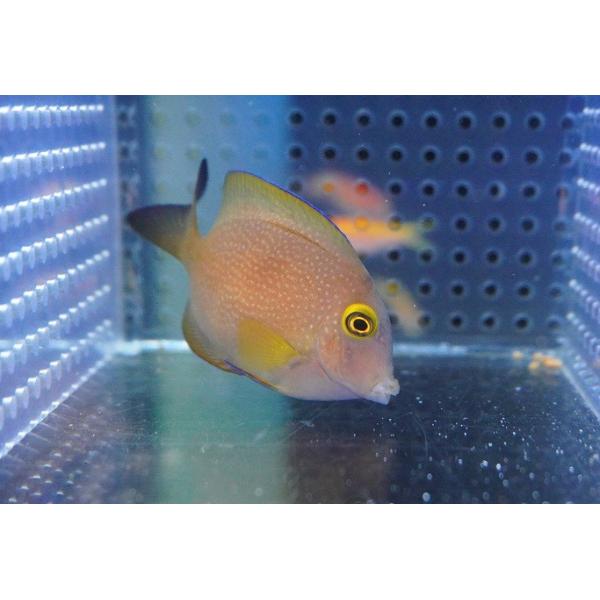 【海水魚・ハギ】【通販】コケをよく食べてくれます♪ファインスポットゴールドリングタン（S-SMサイズ）【1匹】（±5-7cm）（サンプル画像）（生体）