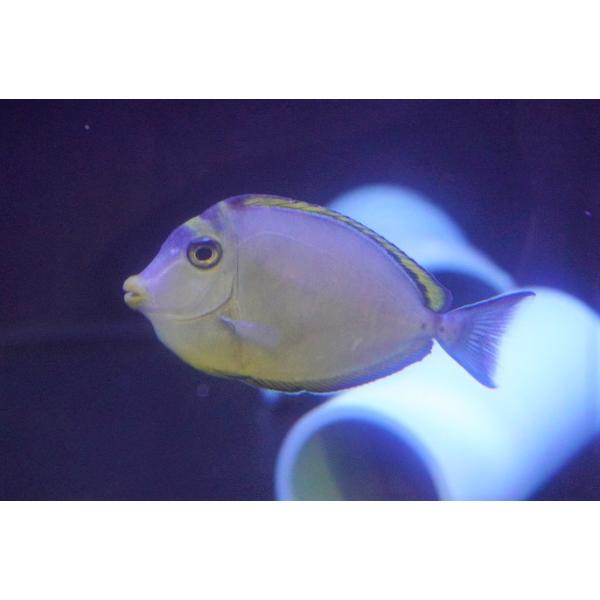 【海水魚・ハギ】ミヤコテングハギ（インド洋/SMサイズ）（サンプル画像）（±6-8cm）（生体）