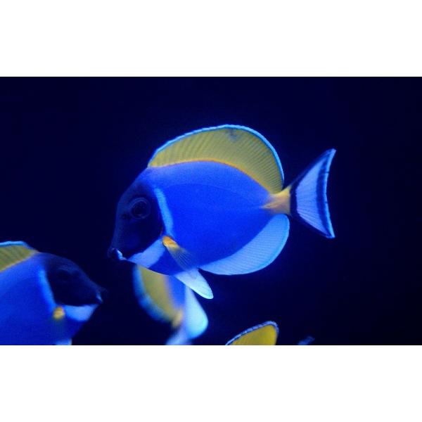 パウダーブルータン 1匹 12CM前後 MLサイズ スリランカ