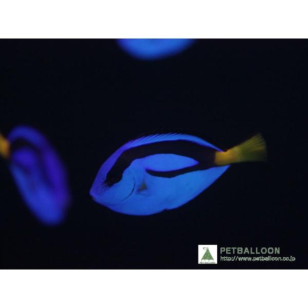【海水魚】ナンヨウハギ (Sサイズ）(1匹)±3-4cm(サンプル画像）（生体）
