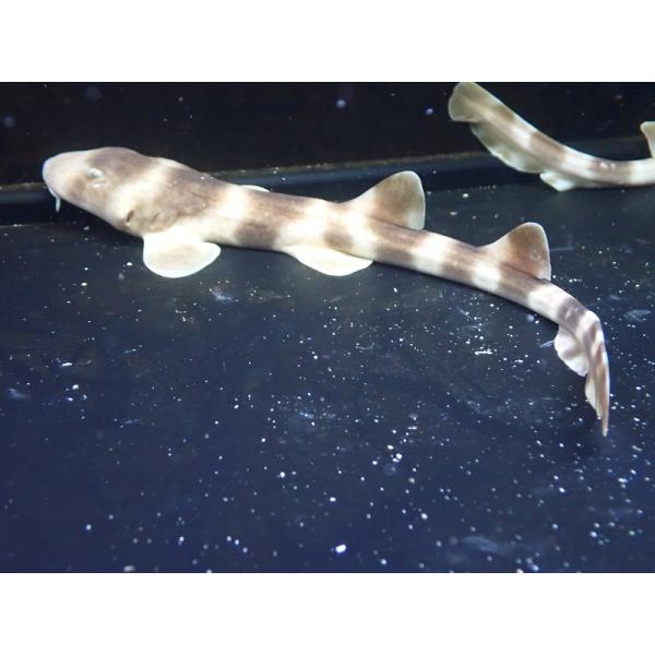 【海水魚・サメ】シマザメ（SMサイズ）(1匹)（±25-30cm）（サンプル画像）（生体）