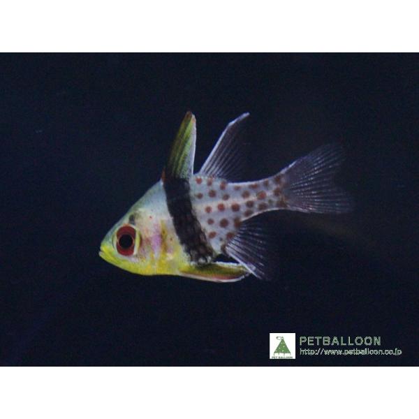 海水魚 マンジュウイシモチ 3匹 生体 Zd11 ペットバルーン ヤフー店 通販 Yahoo ショッピング