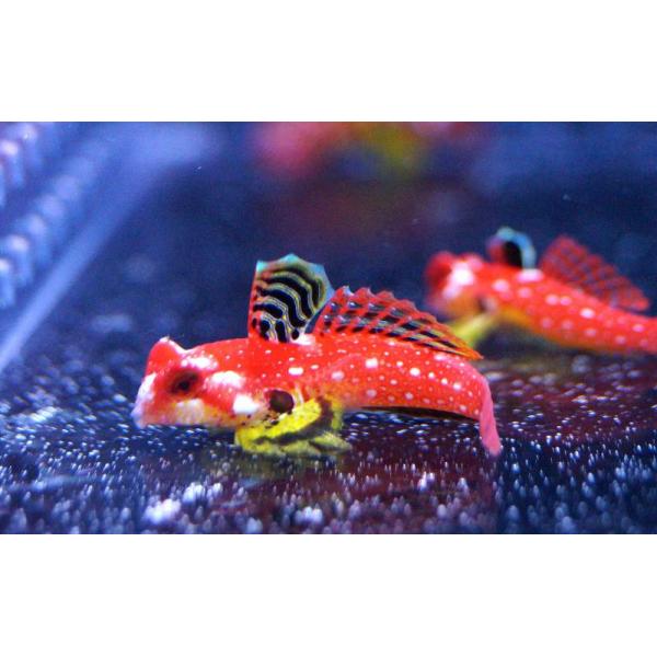 【海水魚・ネズッポ】ルビーレッドドラゴネット （ペア）±3-4cm(サンプル画像）（生体）