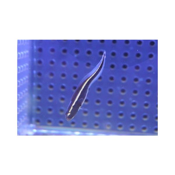 【海水魚・ギンポ】可愛い♪コンビクトブレニー【1匹】（±4-5cm）（サンプル画像）（生体）