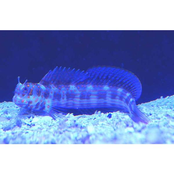 海水魚・ギンポ】モンツキカエルウオsp.(オレンジスポット) (1匹)±6