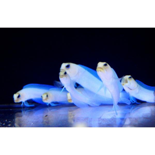 【海水魚】イエローヘッドジョーF.(パーリージョー)（２匹）(サンプル画像）（生体）