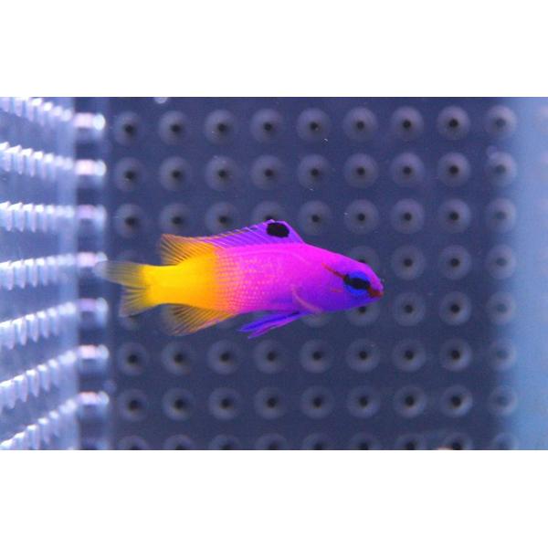 【海水魚】ロイヤルグラマ(SM〜Mサイズ）(1匹)±4-5cm(サンプル画像）（生体）