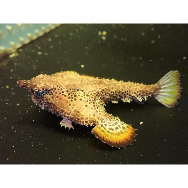 petballoonshop_zd15-10625131