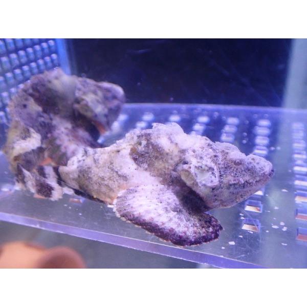 【海水魚・カサゴ】サツマカサゴ（Mサイズ）(1匹)（±8-9cm）(サンプル画像）（生体）