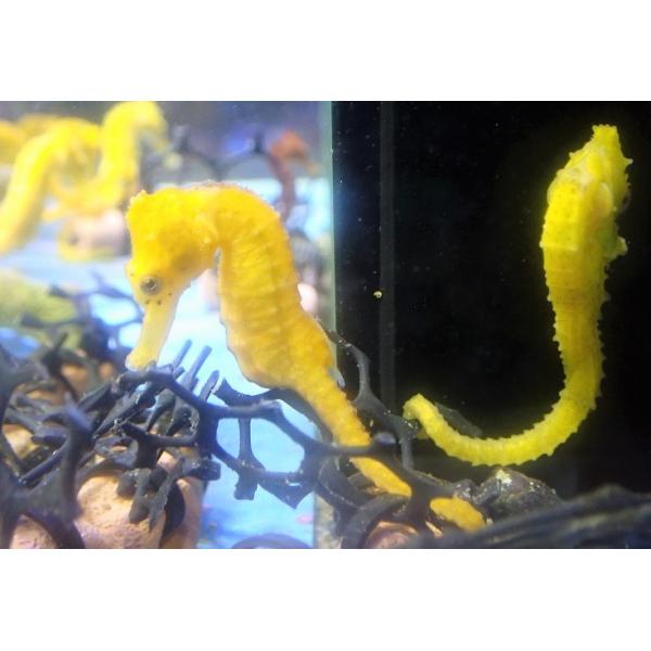 海水魚 タツノオトシゴ ブリードカリビアンシーホース Yellow 1匹 6 7cm サンプル画像 生体 Zd16 ペットバルーン ヤフー店 通販 Yahoo ショッピング