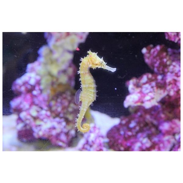 お礼や感謝伝えるプチギフト 海水魚 タツノオトシゴ ゼブラスナウト 1匹 4 6cm サンプル画像 生体 観賞魚生体 Creteolive Gr