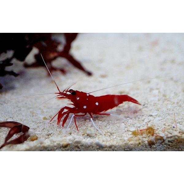 ホワイトソックスエビ みんな探してる人気モノ ホワイトソックスエビ ペット ペットグッズ