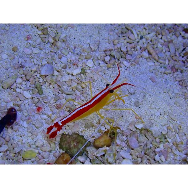 【海水魚・エビ】【通販】スカンクシュリンプ（Mサイズ）【1匹】（サンプル画像）（生体）
