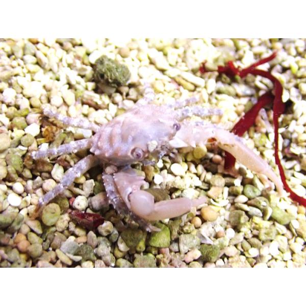 【海水魚・カニ】ルビーエメラルドクラブ【1匹】（±2-3cm）（サンプル画像）（生体）