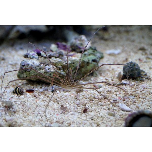 【海水魚・カニ】アロークラブ (1匹)±6-8cm(サンプル画像）（生体）