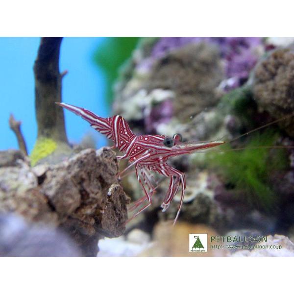 【海水魚】キャメルシュリンプ(1匹)(サンプル画像）（生体）